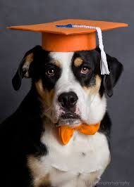 dog graduation